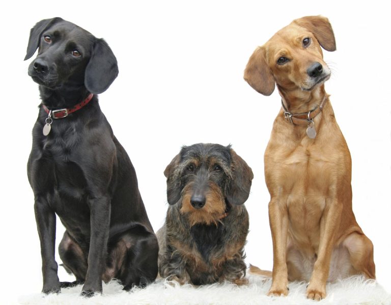 Outdoor Dogs Andrea Beddies | mobile Hundeschule | Hundetraining | Hundefitness | Hundetouren