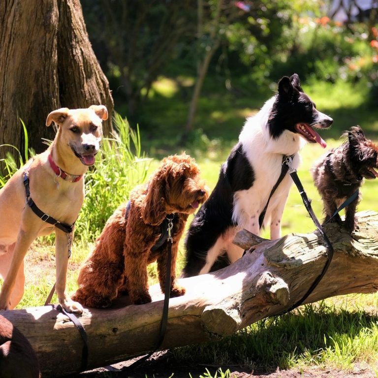 Outdoor Dogs Andrea Beddies | mobile Hundeschule | Hundetraining | Hundefitness | Hundetouren