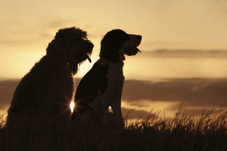 Hundetouren