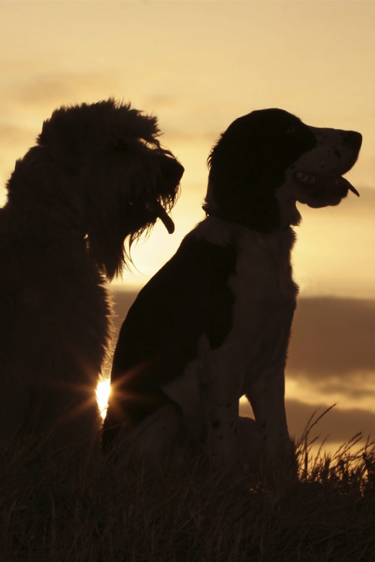 Outdoor Dogs Andrea Beddies | mobile Hundeschule | Hundetraining | Hundefitness | Hundetouren