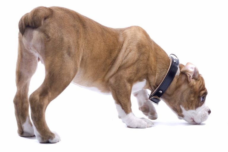 Outdoor Dogs Andrea Beddies | mobile Hundeschule | Hundetraining | Hundefitness | Hundetouren