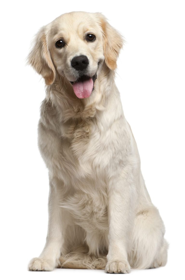 Outdoor Dogs Andrea Beddies | mobile Hundeschule | Hundetraining | Hundefitness | Hundetouren