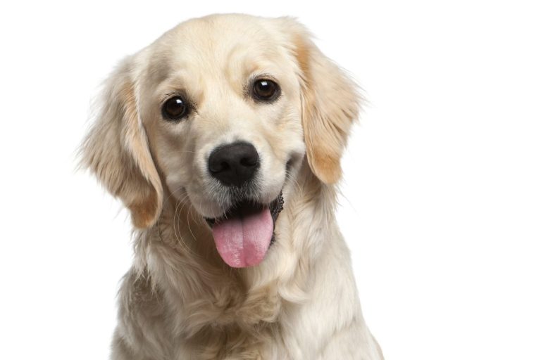 Outdoor Dogs Andrea Beddies | mobile Hundeschule | Hundetraining | Hundefitness | Hundetouren