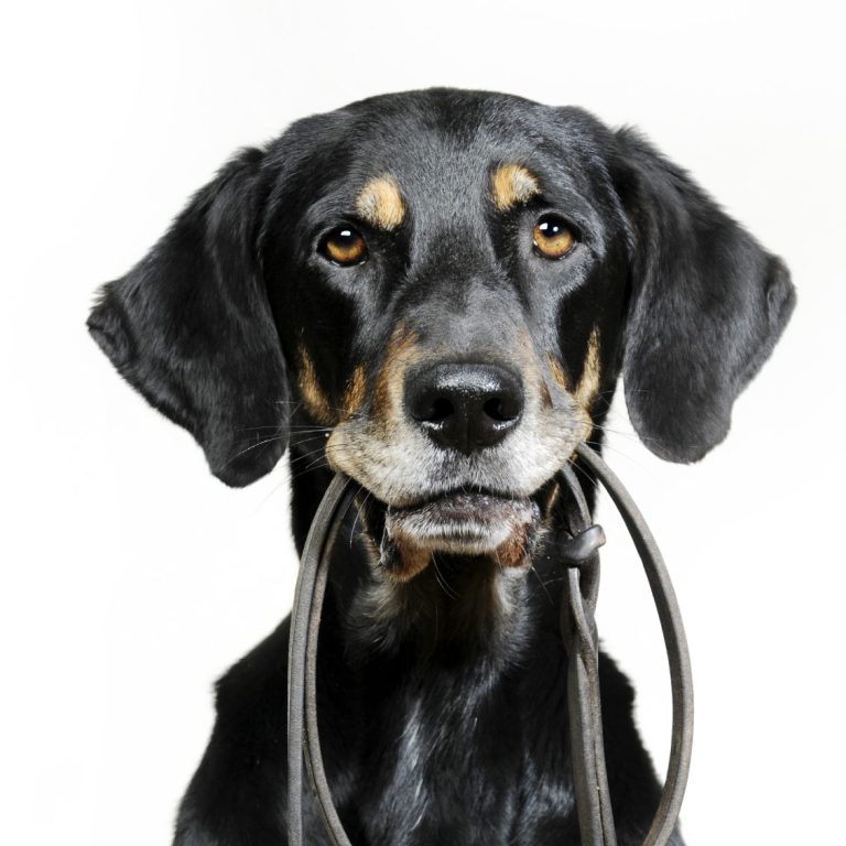 Outdoor Dogs Andrea Beddies | mobile Hundeschule | Hundetraining | Hundefitness | Hundetouren