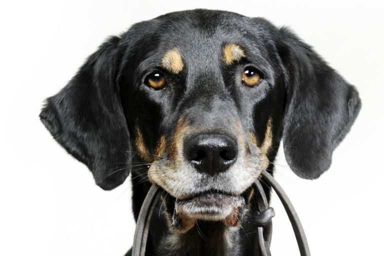 Outdoor Dogs Andrea Beddies | mobile Hundeschule | Hundetraining | Hundefitness | Hundetouren