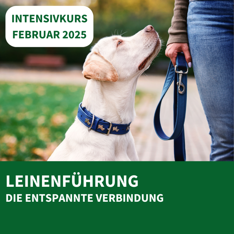 Outdoor Dogs Andrea Beddies | mobile Hundeschule | Hundetraining