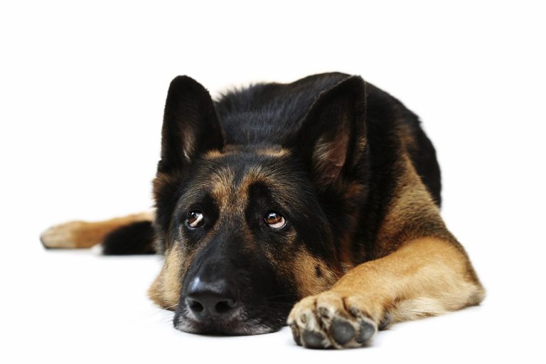 Hundetraining