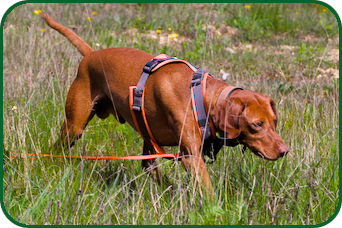 Outdoor Dogs Andrea Beddies | mobile Hundeschule | Hundetraining